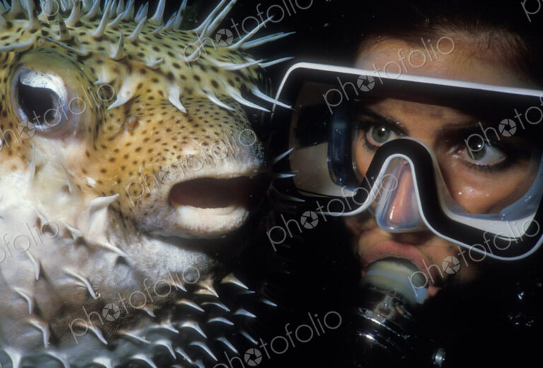 Close-up of a diver interacting with a Porcupinefish. This type of fish will inflate…