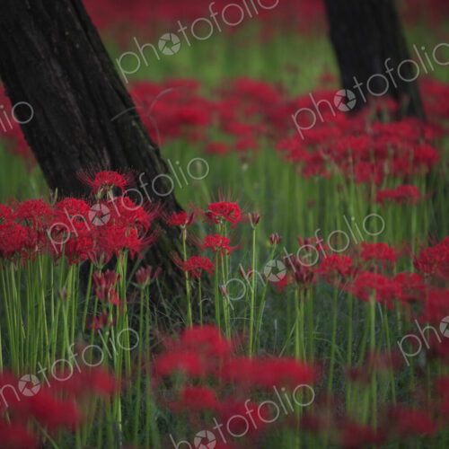 Close up of a field of vibrant red higanbana Equinox flowers. Close up of a field of vibrant red higanbana Equinox flowers.