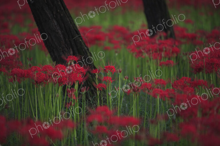 Close up of a field of vibrant red higanbana Equinox flowers.