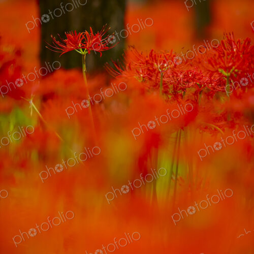 Close up of a field of vibrant red higanbana, Equinox flowers. Close up of a field of vibrant red higanbana, Equinox flowers.