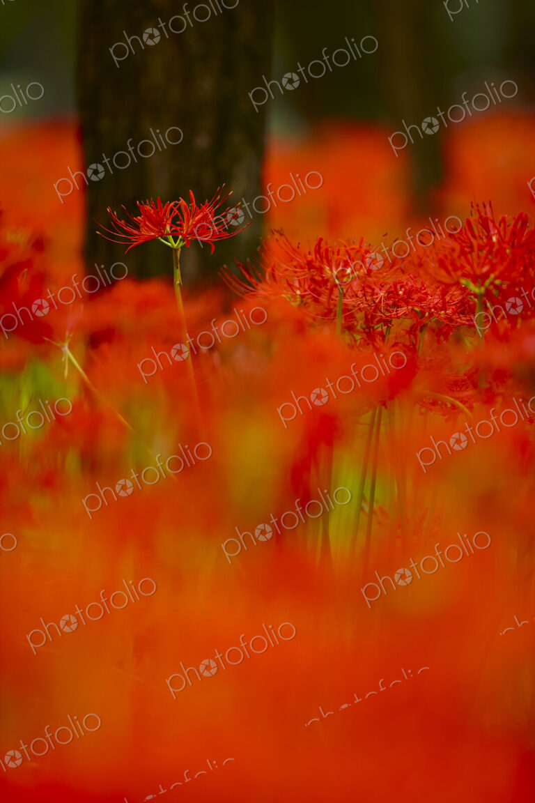 Close up of a field of vibrant red higanbana, Equinox flowers.