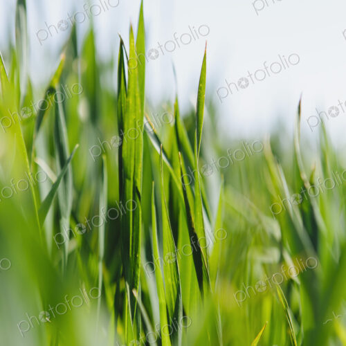Close up of a food crop, a field of wheat. Green stems and growing wheat stalks and…