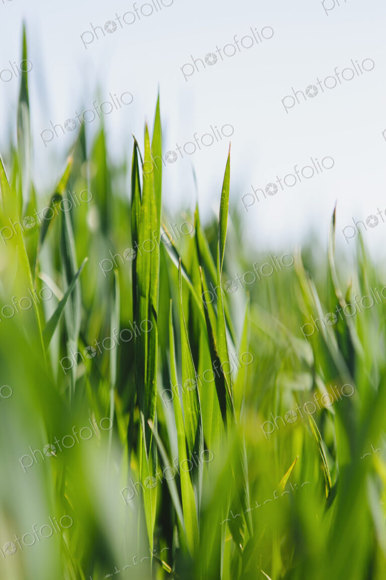 Close up of a food crop, a field of wheat. Green stems and growing wheat stalks and…