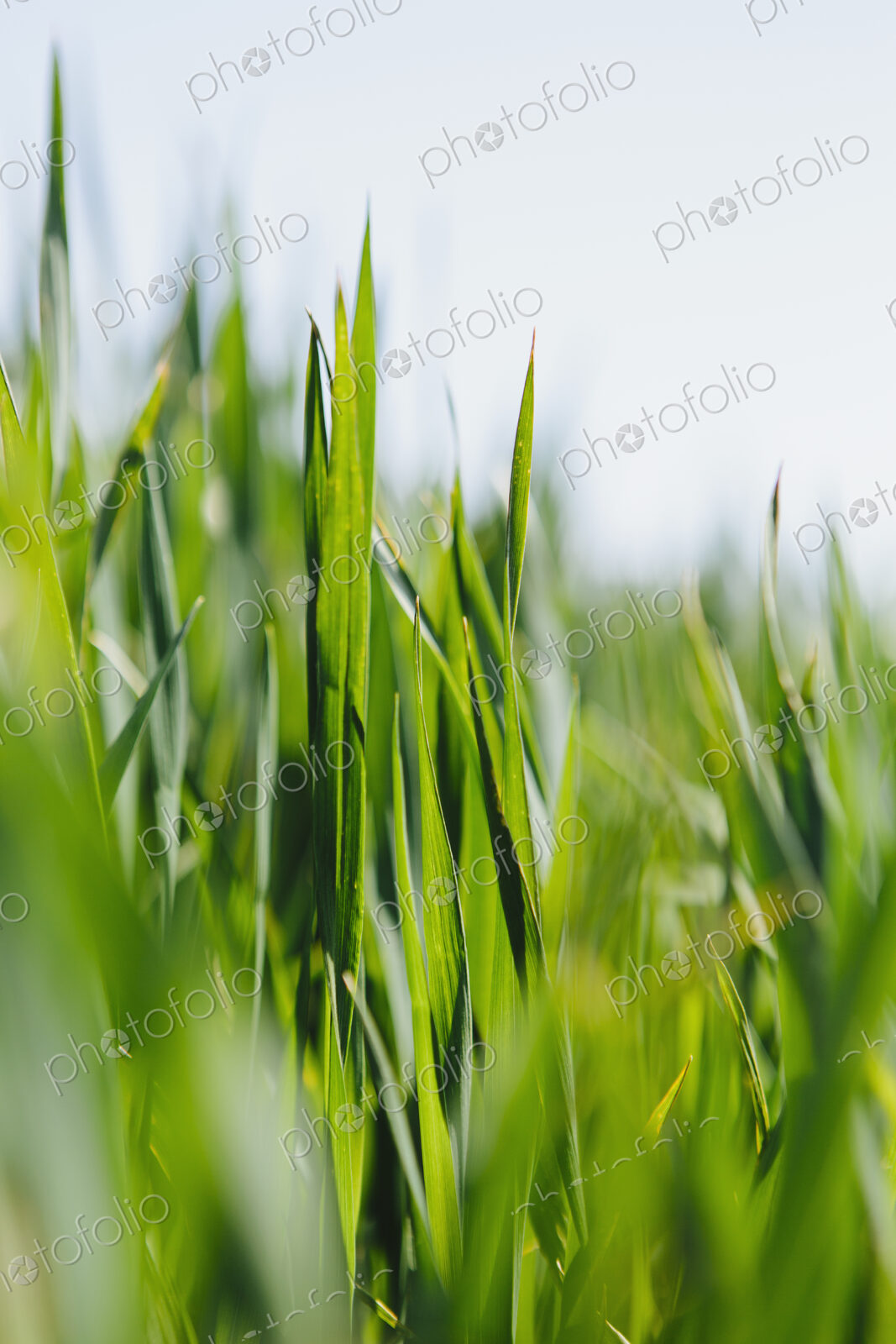 Close up of a food crop, a field of wheat. Green stems and growing wheat stalks and…