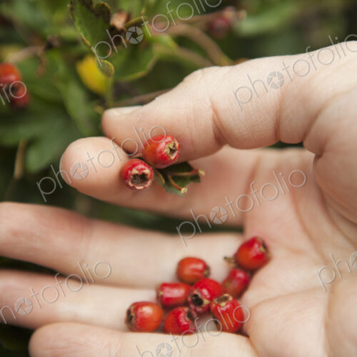 Close up of a forager's hand picking red Hawthorn berries from the hedgerow.