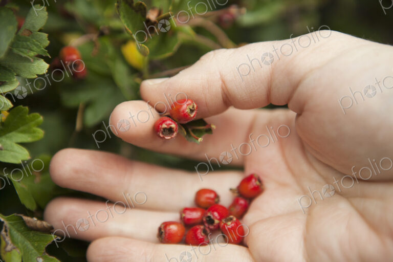 Close up of a forager's hand picking red Hawthorn berries from the hedgerow.