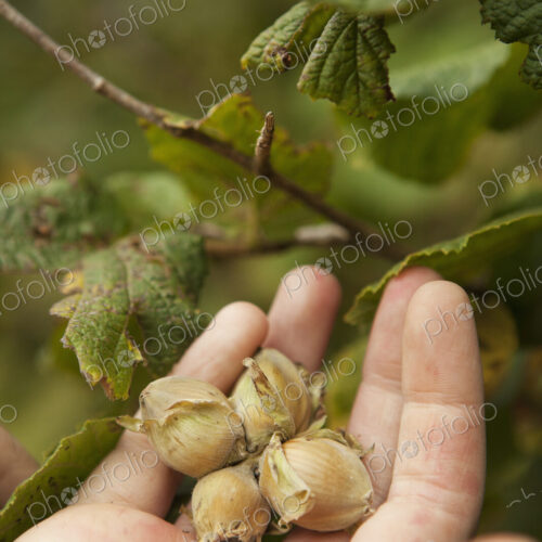 Close up of a hand full of fresh hazelnuts gathered from the hedgerow.