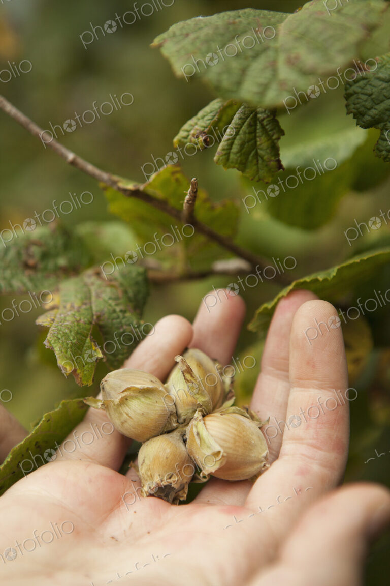 Close up of a hand full of fresh hazelnuts gathered from the hedgerow.