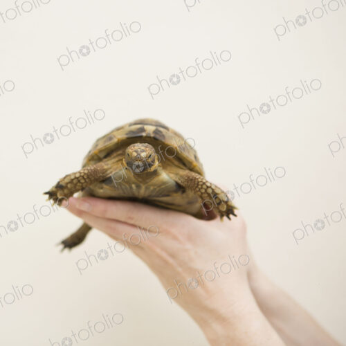 Close up of a hand holding a tortoise. Close up of a hand holding a tortoise.