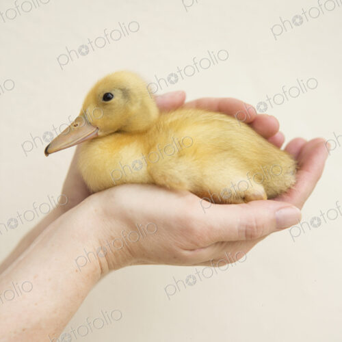 Close up of a hand holding a yellow duckling. Close up of a hand holding a yellow duckling.