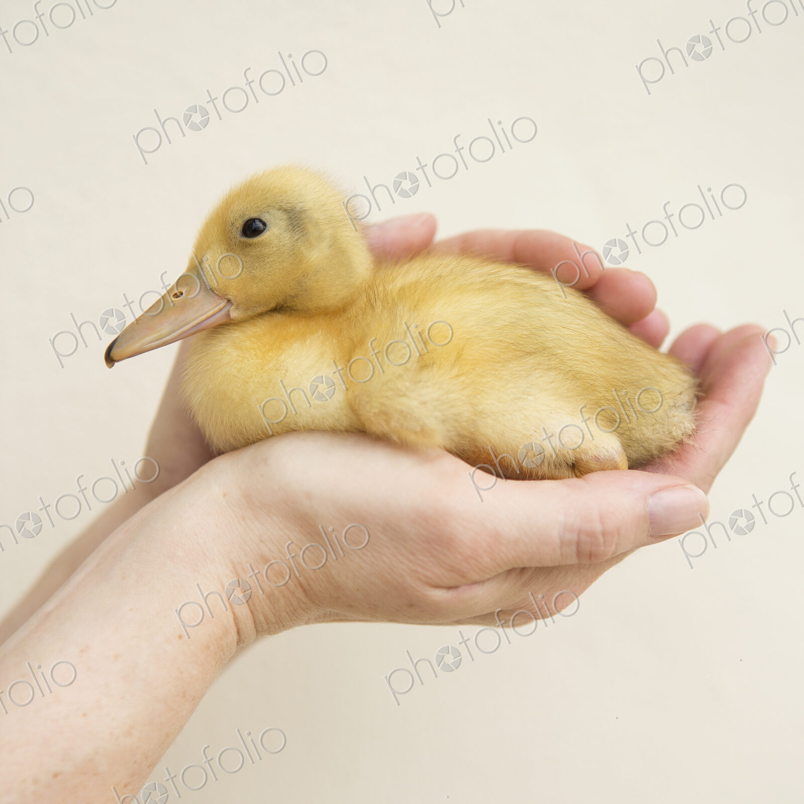 Close up of a hand holding a yellow duckling.