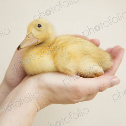 Close up of a hand holding a yellow duckling. Close up of a hand holding a yellow duckling.