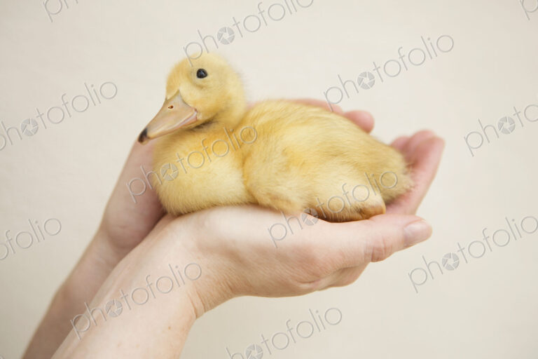 Close up of a hand holding a yellow duckling.