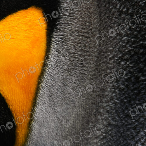 Close-up of a king penguin cheek, at a colony on South Georgia Island in the Falkland…