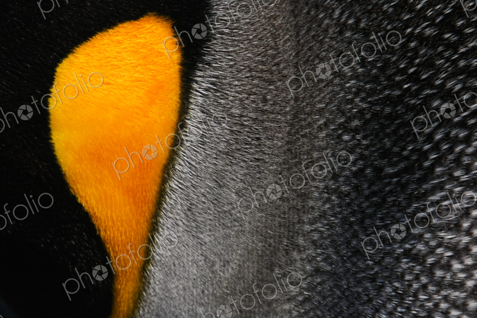 Close-up of a king penguin cheek, at a colony on South Georgia Island in the Falkland…