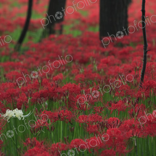 Close up of a large clump of vibrant red higanbana Equinox flowers under trees. Close up of a large clump of vibrant red higanbana Equinox flowers under trees.