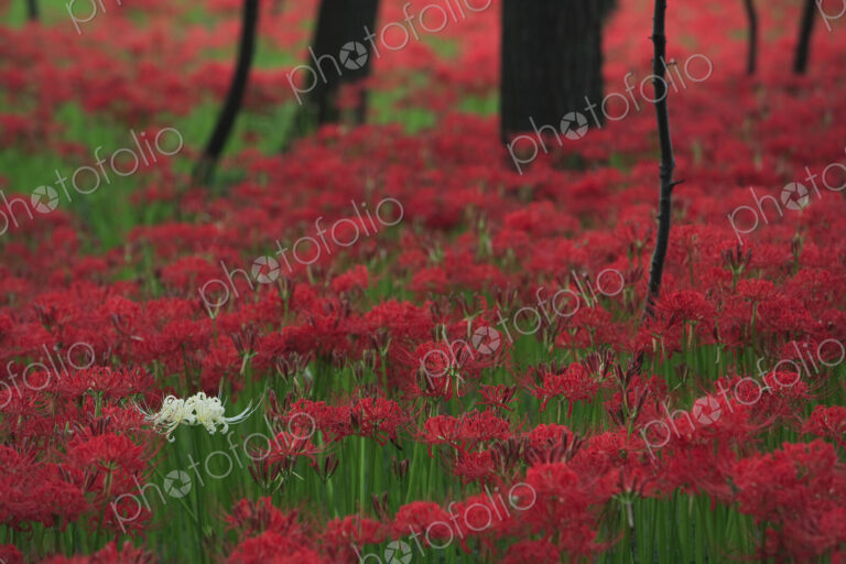 Close up of a large clump of vibrant red higanbana Equinox flowers under trees.