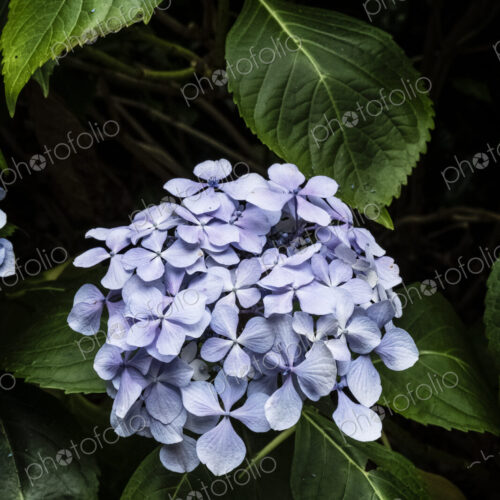 Close up of a lilac coloured hydrangea flower with glossy leaves.