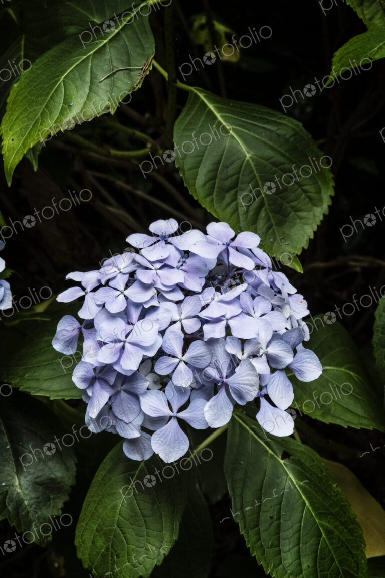 Close up of a lilac coloured hydrangea flower with glossy leaves.