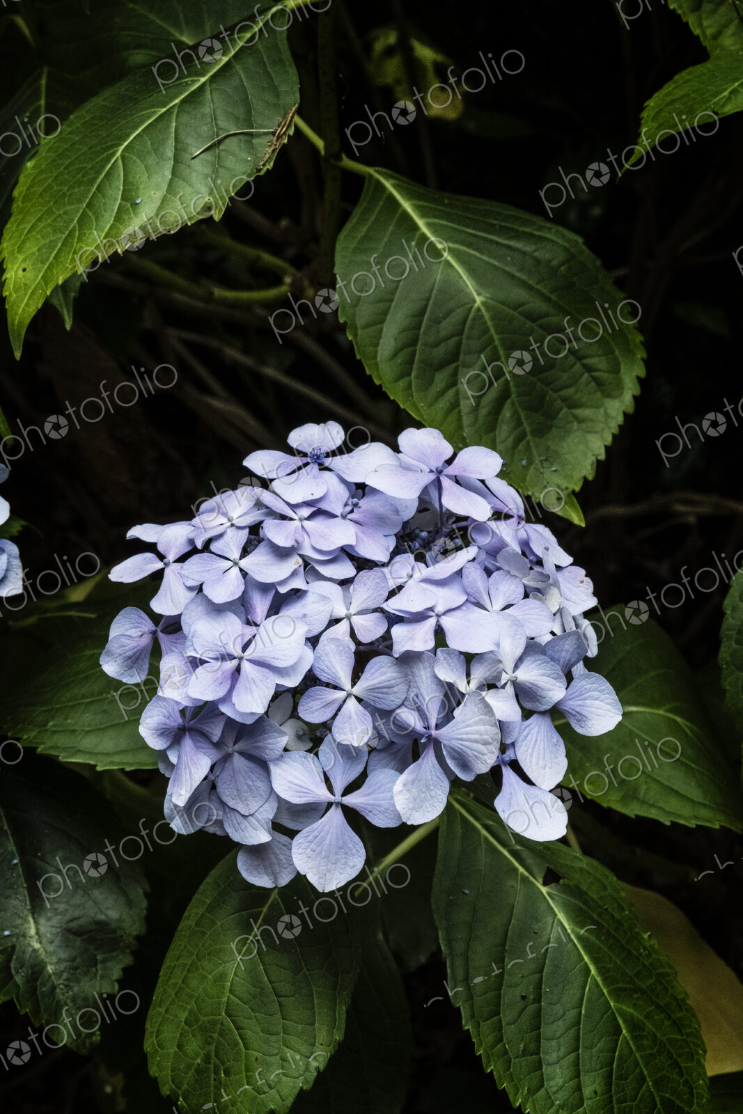Close up of a lilac coloured hydrangea flower with glossy leaves.