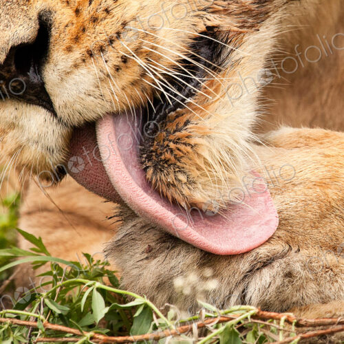 Close up of a lion's mouth, Panthera leo, licking its paw with pink barbed tongue,…