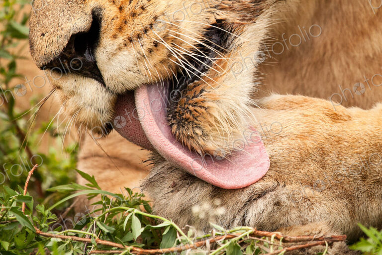Close up of a lion's mouth, Panthera leo, licking its paw with pink barbed tongue,…