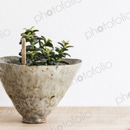 Close up of a money tree in a terracotta pot on wooden shelf. Close up of a money tree in a terracotta pot on wooden shelf.