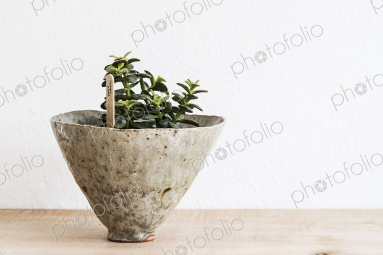 Close up of a money tree in a terracotta pot on wooden shelf.