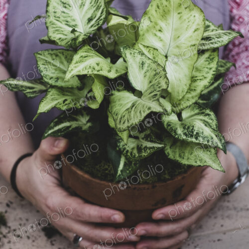 Close up of a person holding terracotta pot with plant with white and green variegated…