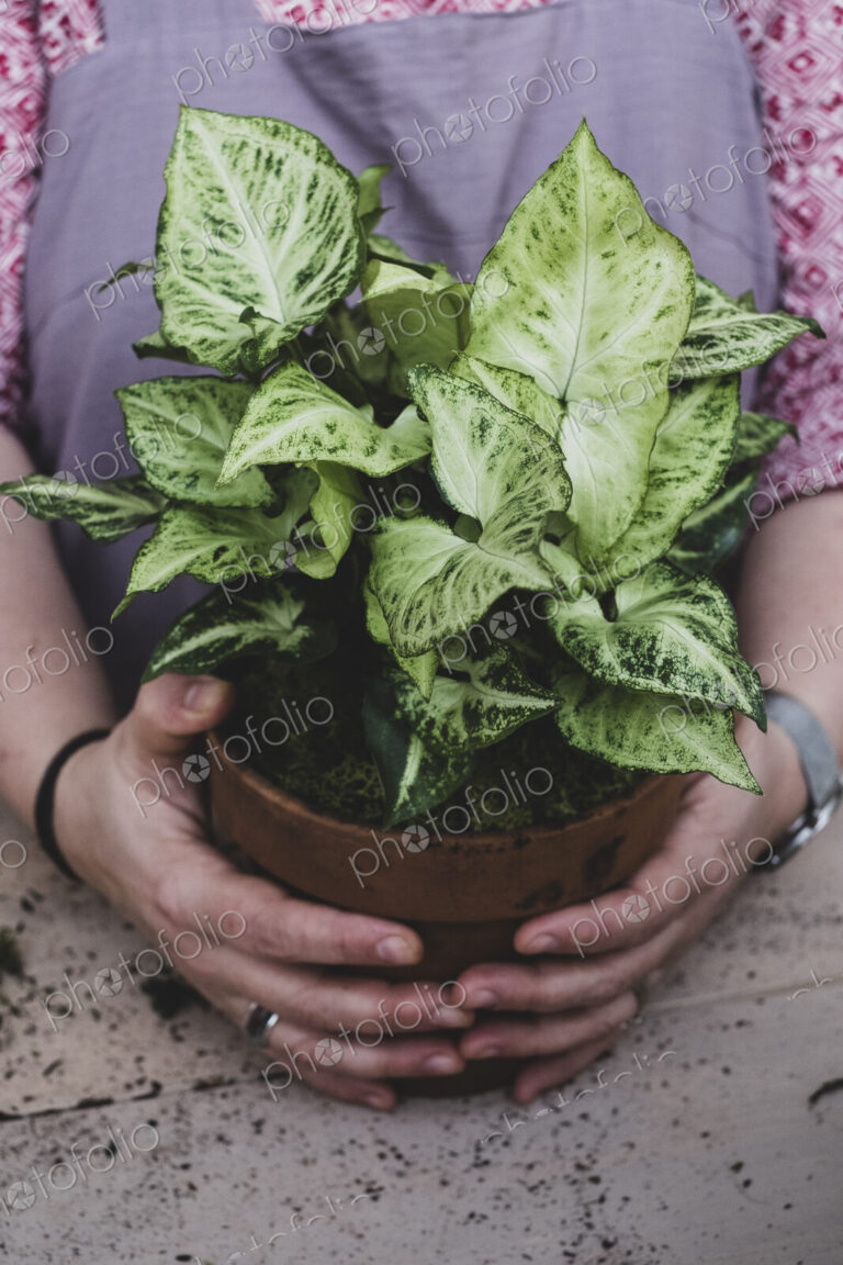 Close up of a person holding terracotta pot with plant with white and green variegated…