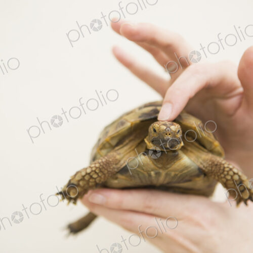 Close up of a person's hand holding a tortoise. Close up of a person's hand holding a tortoise.