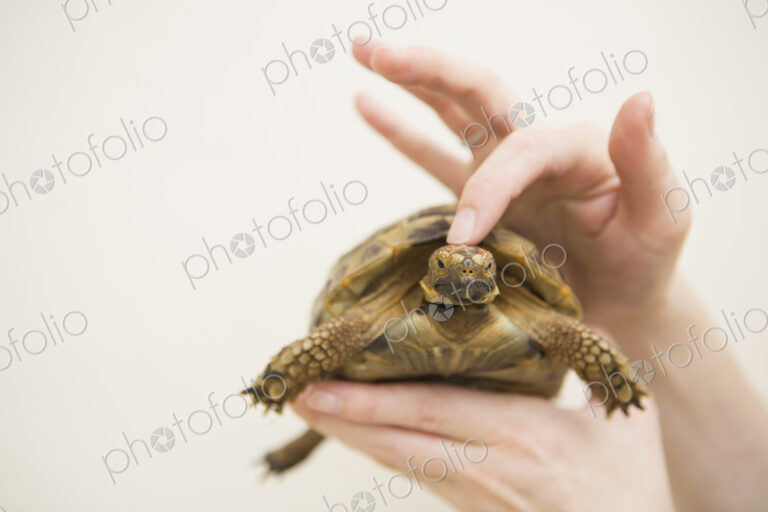 Close up of a person's hand holding a tortoise.