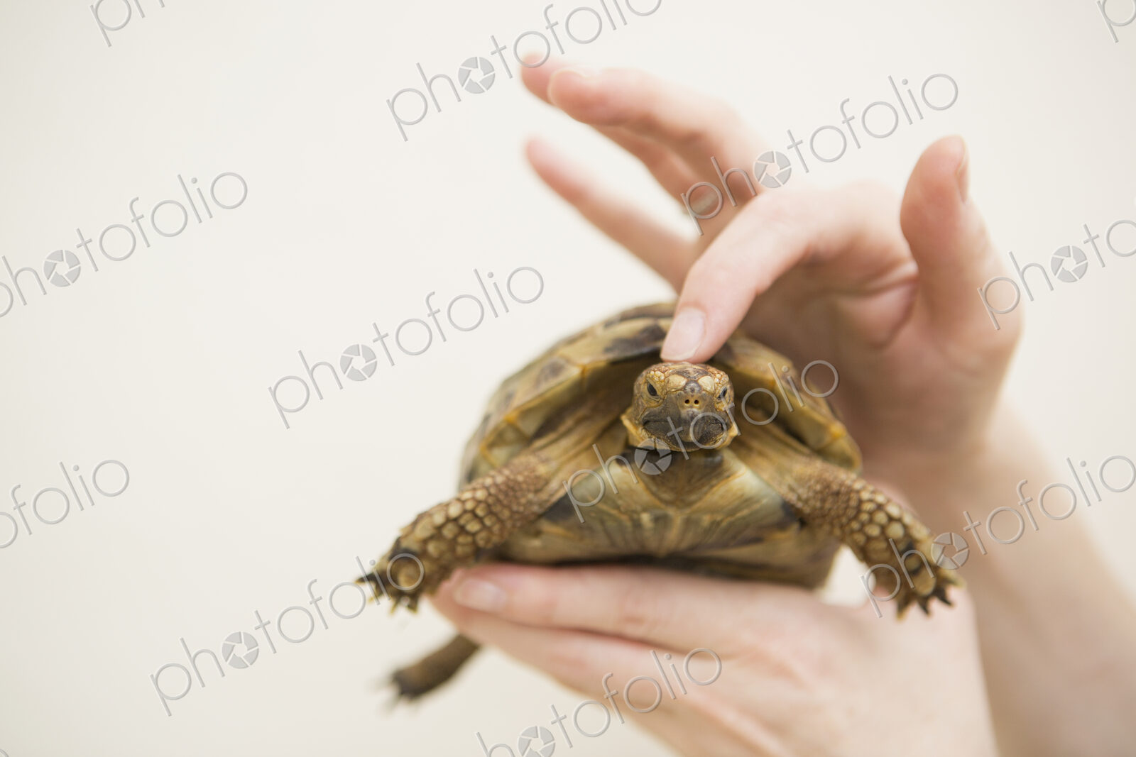 Close up of a person’s hand holding a tortoise.