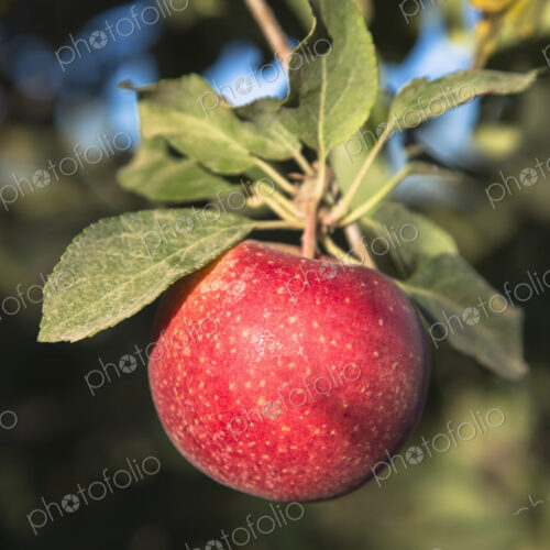 Close up of a red skinned Gala apple on a tree.