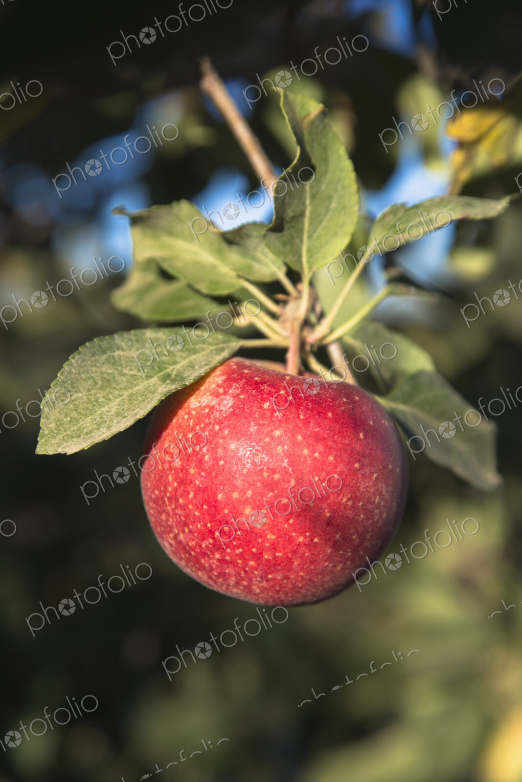 Close up of a red skinned Gala apple on a tree.