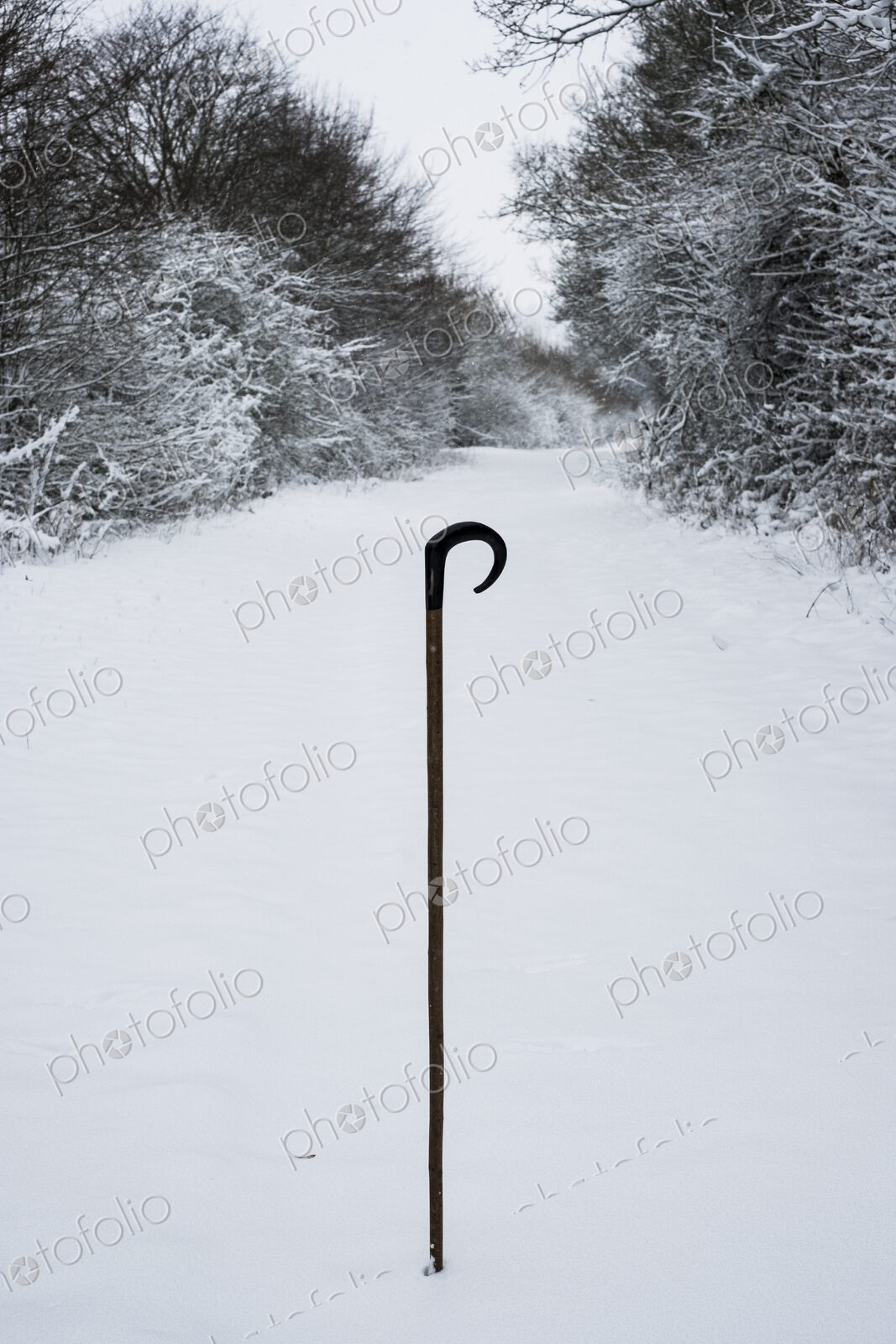 Close up of a shepherd’s staff in the snow on a rural road.