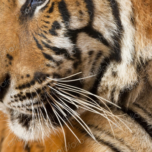 Close up of a tigers head, fur pattern, whiskers and eye. Close up of a tigers head, fur pattern, whiskers and eye.