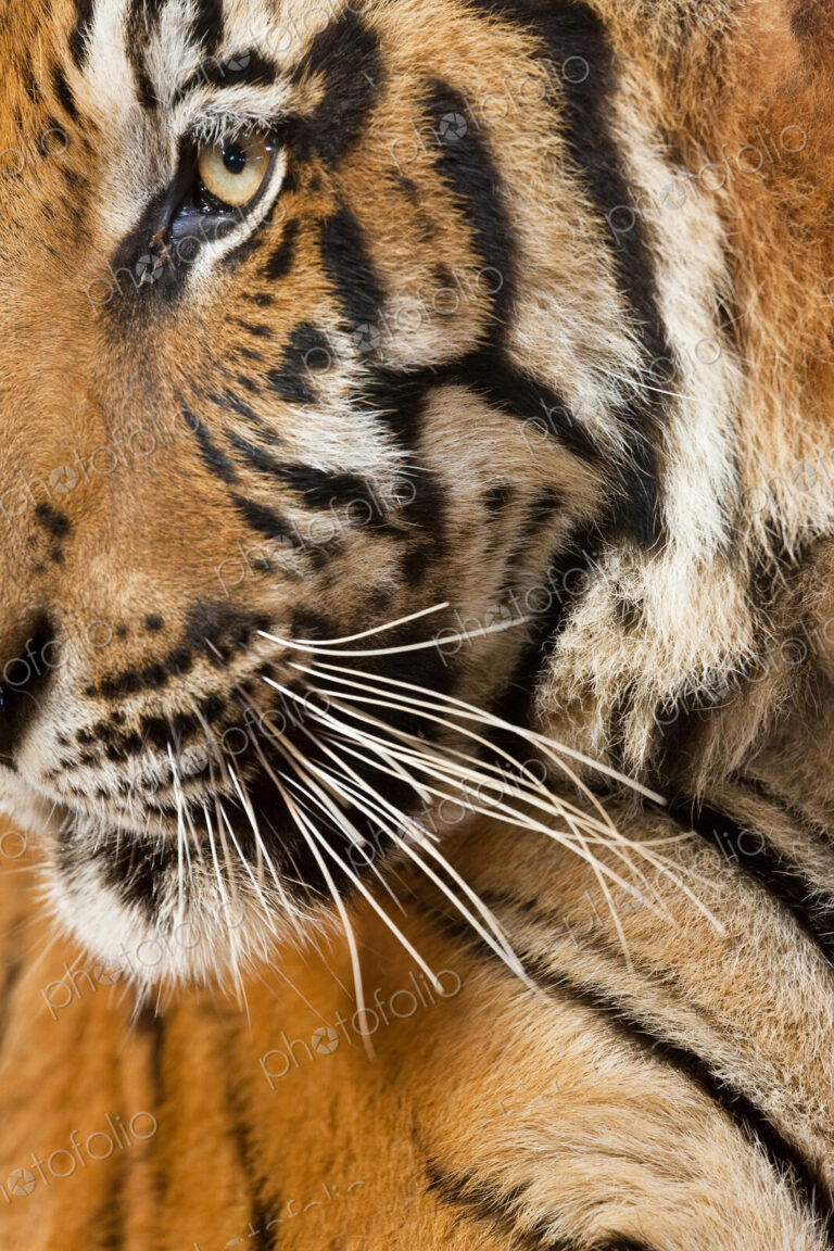 Close up of a tigers head, fur pattern, whiskers and eye.