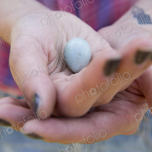 Close up of a woman's hands holding a small blue bird's egg. Close up of a woman's hands holding a small blue bird's egg.