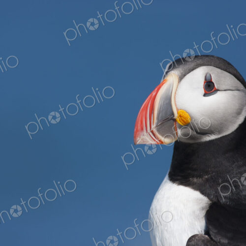 Close up of an Atlantic Puffin, head profile.