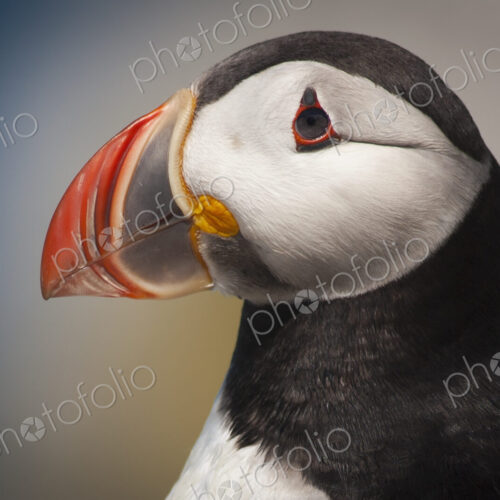 Close up of an Atlantic Puffin with a colourful bill.
