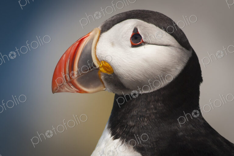 Close up of an Atlantic Puffin with a colourful bill.