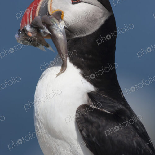 Close up of an Atlantic Puffin with fish in his colourful bill.