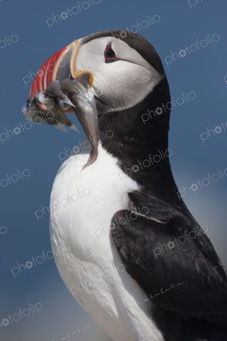 Close up of an Atlantic Puffin with fish in his colourful bill.