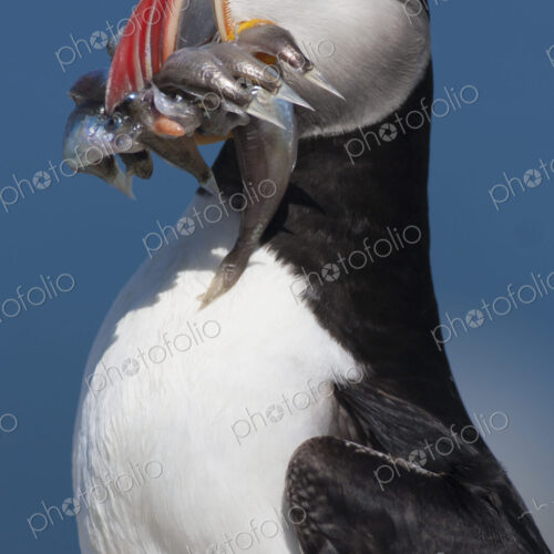 Close up of an Atlantic Puffin with several fish in it's bill.