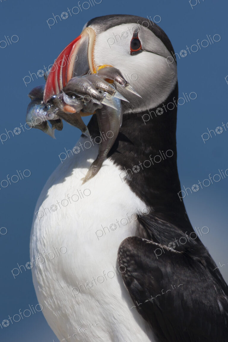 Close up of an Atlantic Puffin with several fish in it's bill.