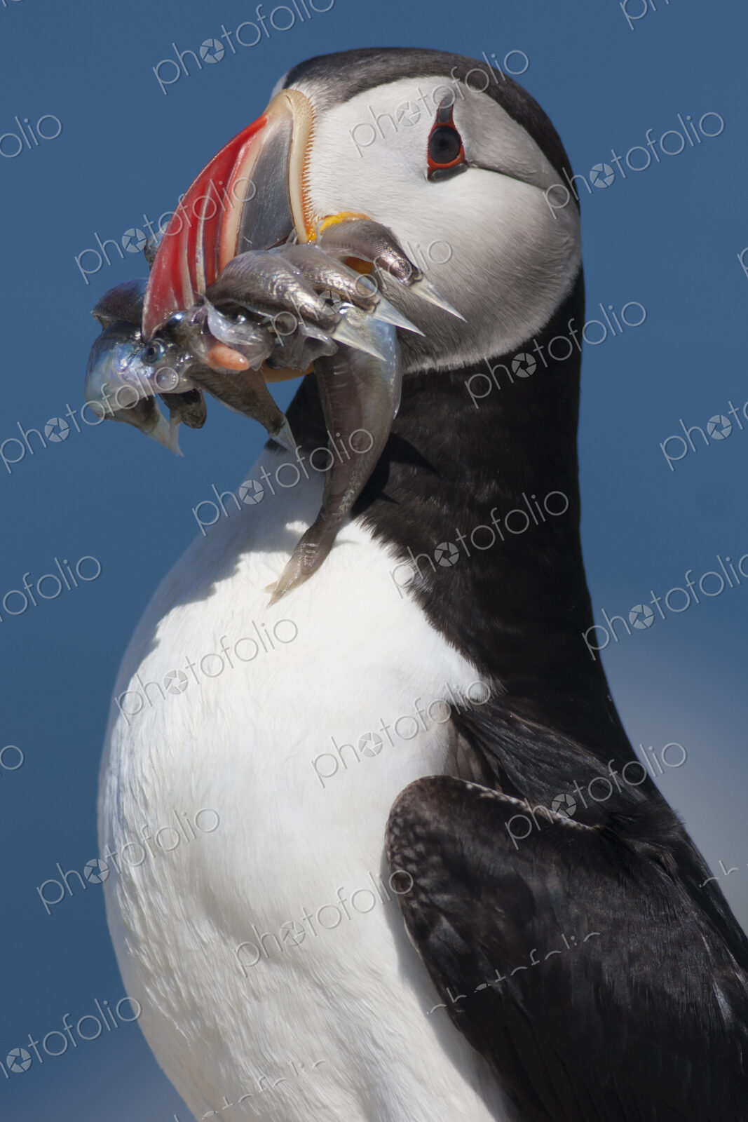 Close up of an Atlantic Puffin with several fish in it’s bill.