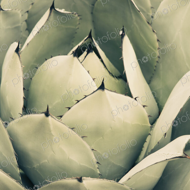 Close up of an agave cactus plant with large grey green leaves.