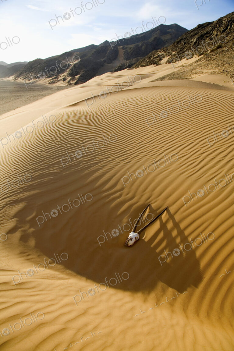Close up of an antelope skull lying in the desert, mountain range in the distance.