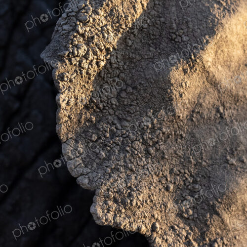 Close-up of an elephants ear, Loxodonta africana. Close-up of an elephants ear, Loxodonta africana.